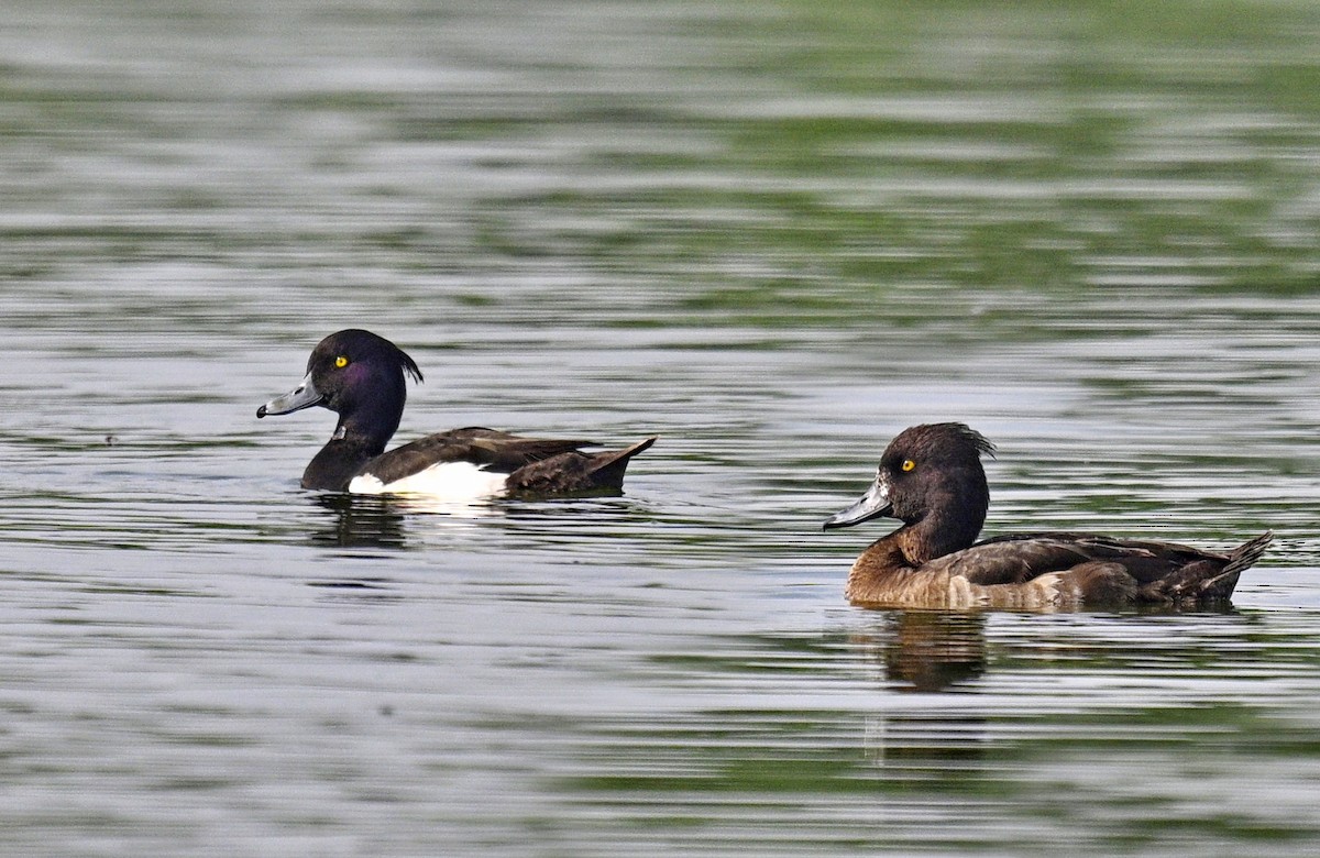 Tufted Duck - ML615729126