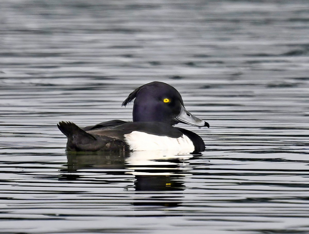Tufted Duck - ML615729127