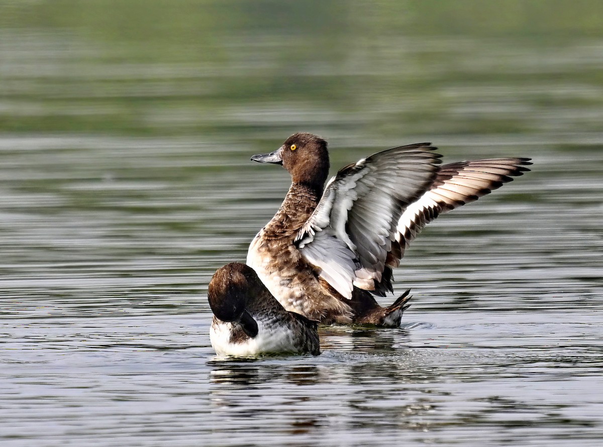 Tufted Duck - ML615729128
