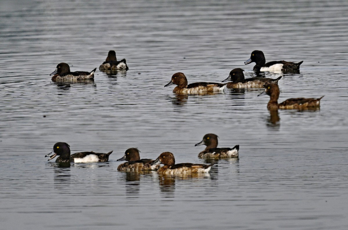 Tufted Duck - ML615729129