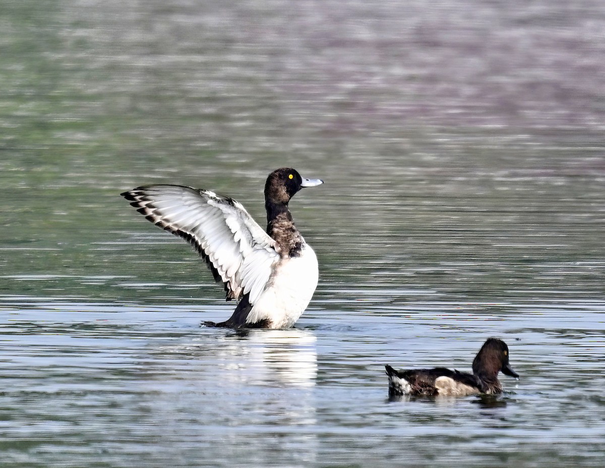 Tufted Duck - ML615729130