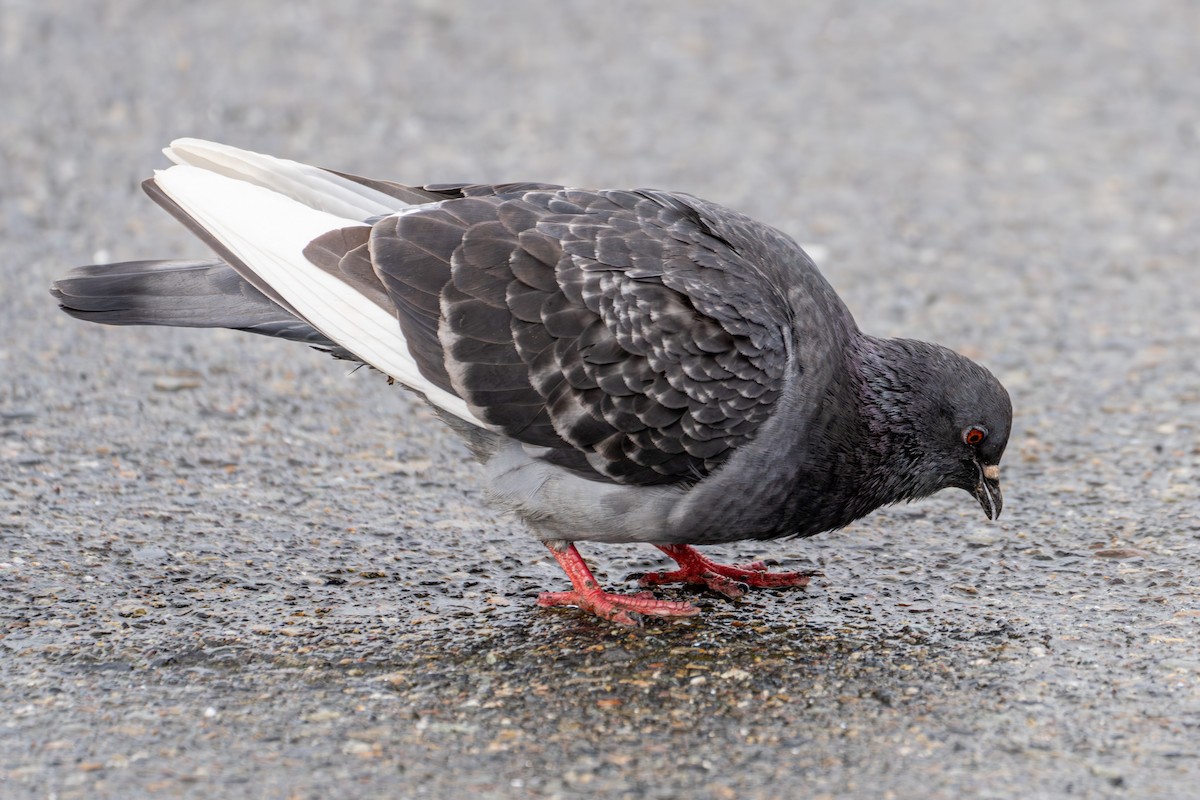 Rock Pigeon (Feral Pigeon) - ML615729152