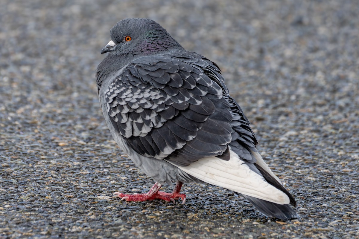 Rock Pigeon (Feral Pigeon) - ML615729153