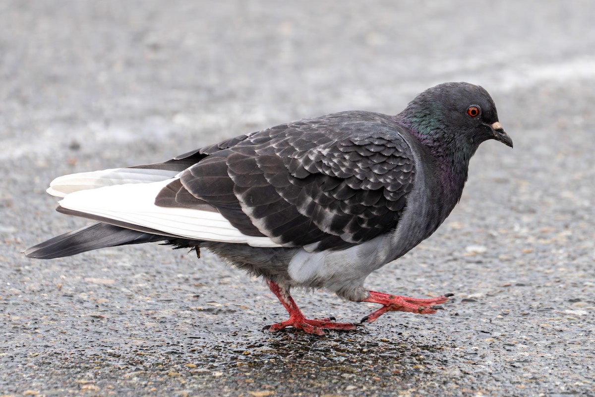 Rock Pigeon (Feral Pigeon) - ML615729154
