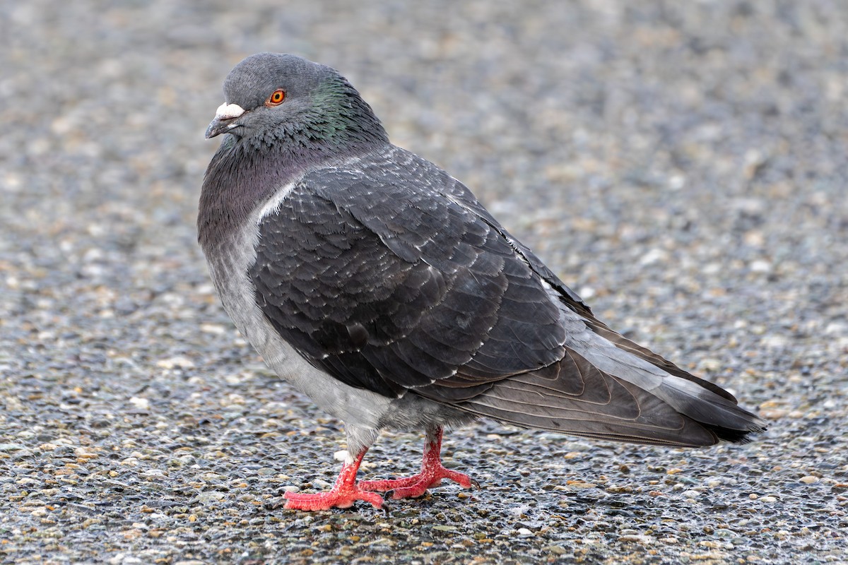 Rock Pigeon (Feral Pigeon) - Breck Haining