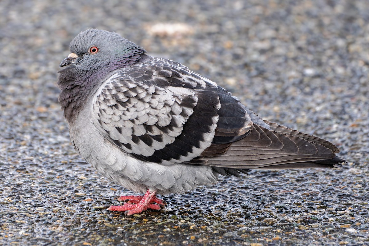 Rock Pigeon (Feral Pigeon) - ML615729156