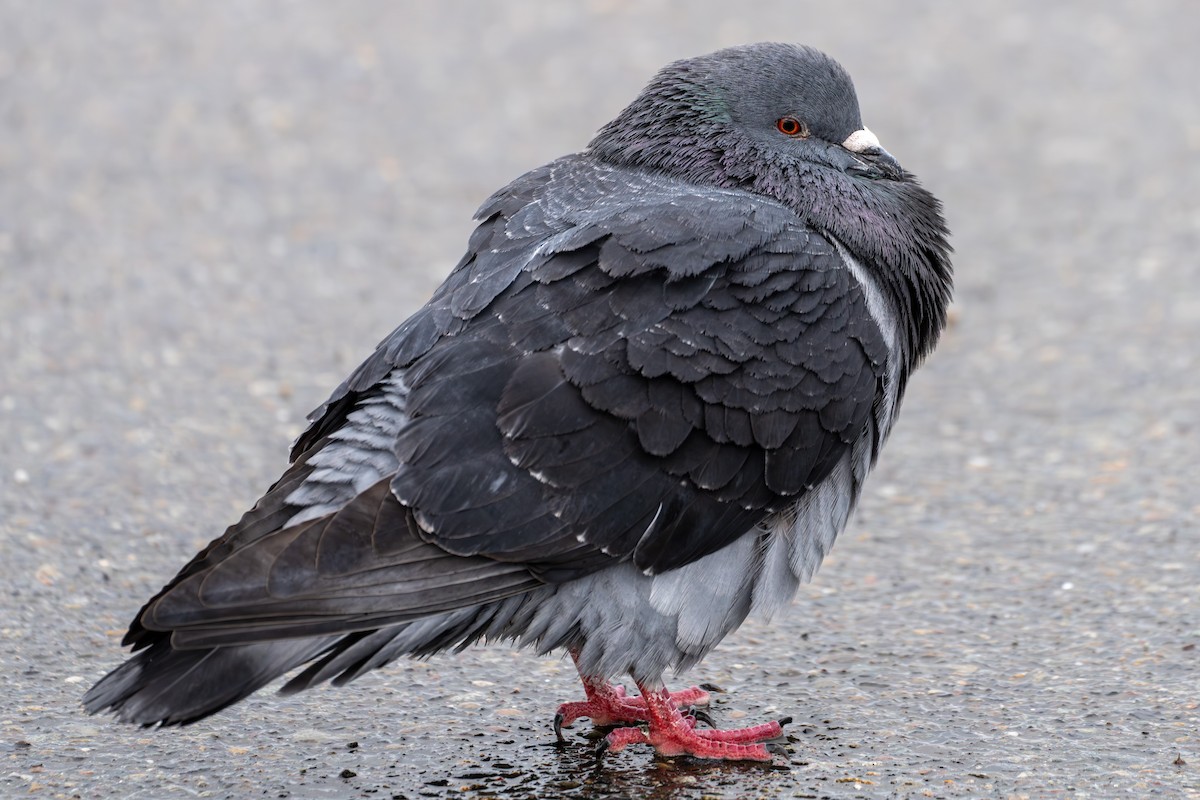 Rock Pigeon (Feral Pigeon) - ML615729158