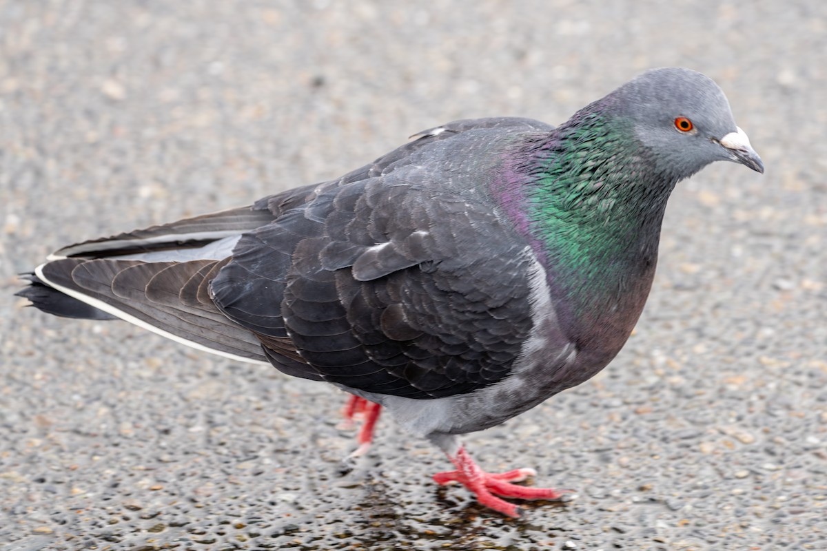 Rock Pigeon (Feral Pigeon) - ML615729159