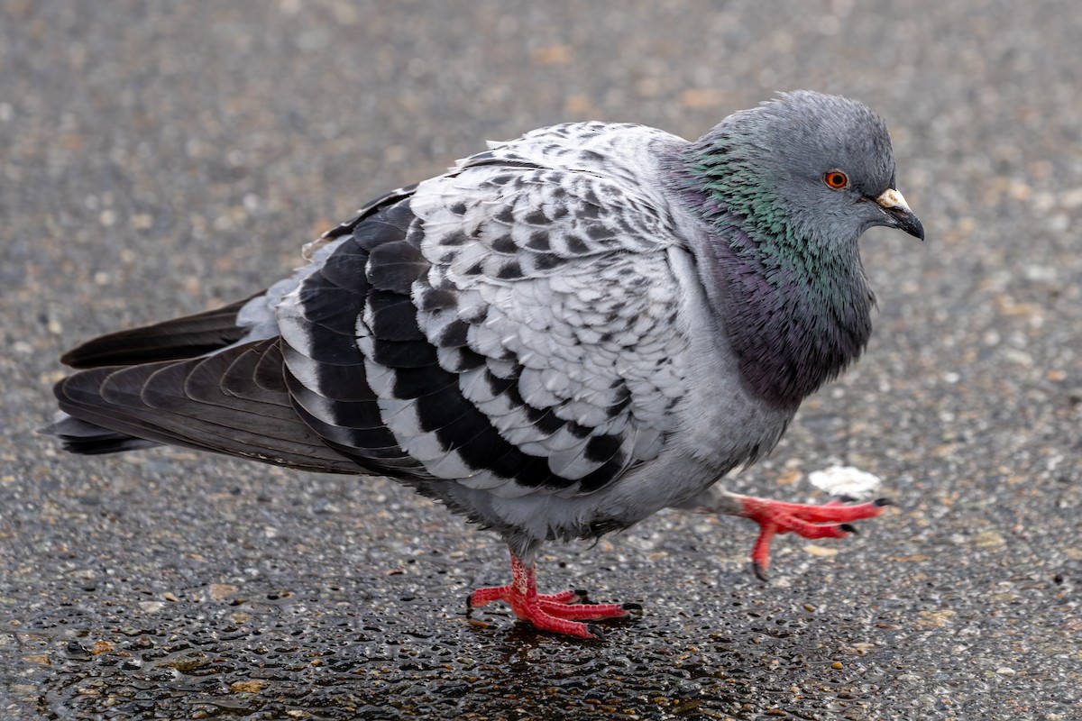 Rock Pigeon (Feral Pigeon) - ML615729160