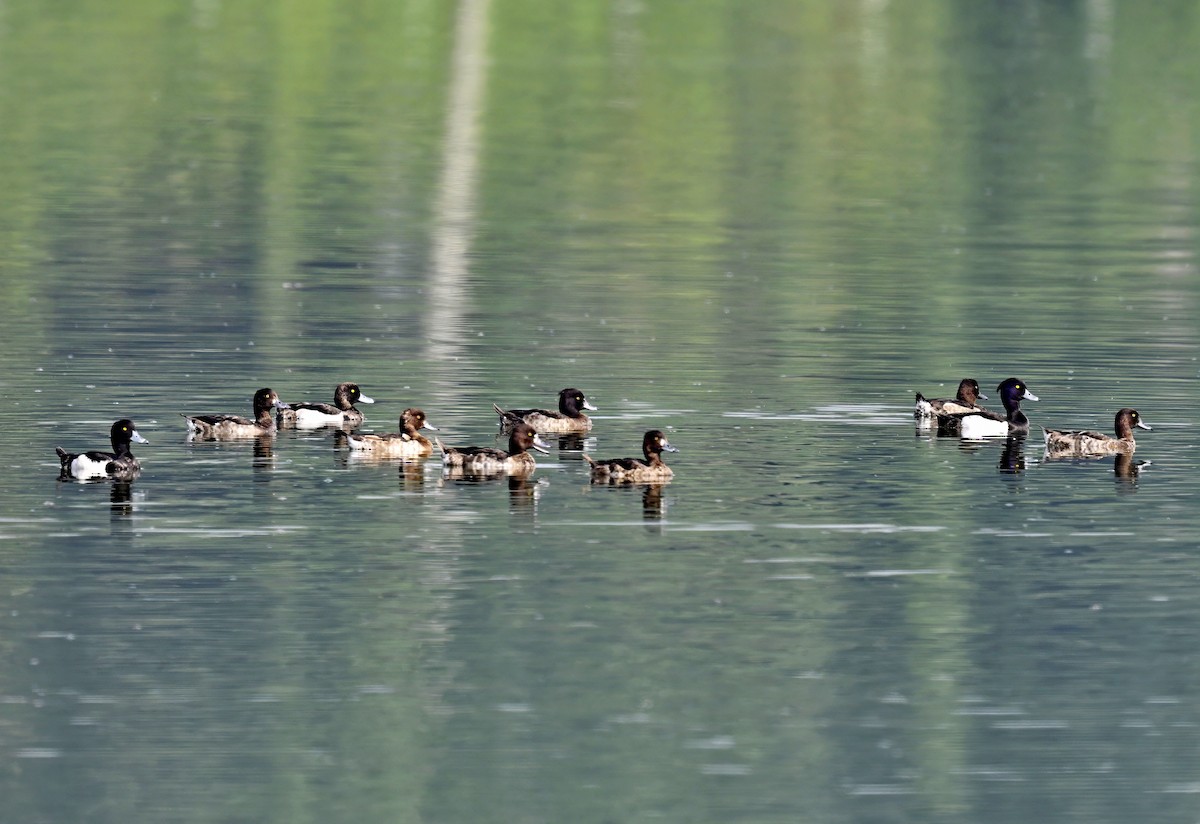 Tufted Duck - ML615729201