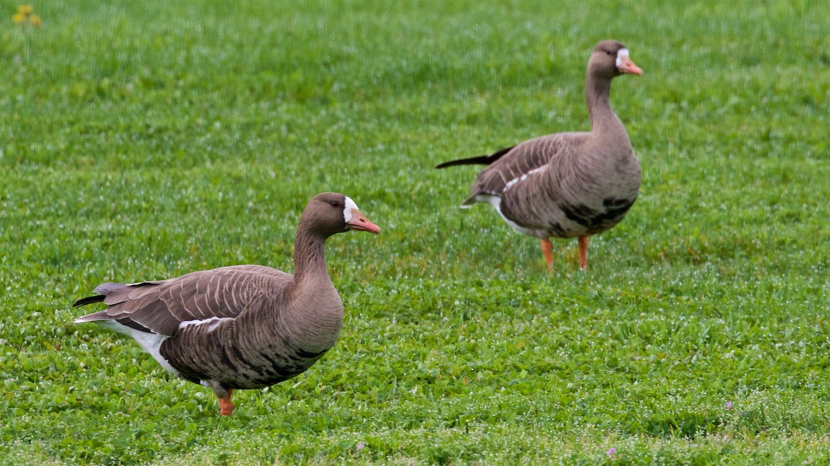 Greater White-fronted Goose - ML615729209