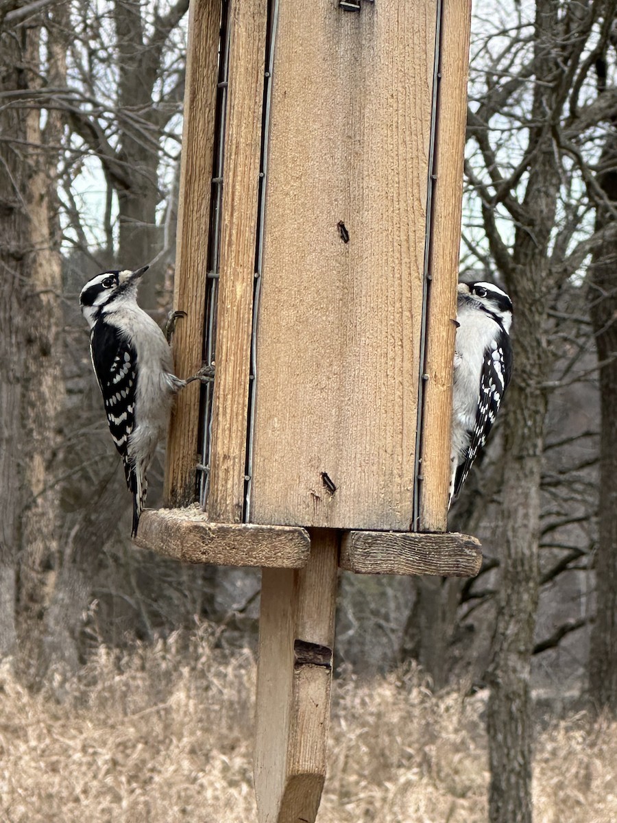 Downy/Hairy Woodpecker - Kacy Carlson