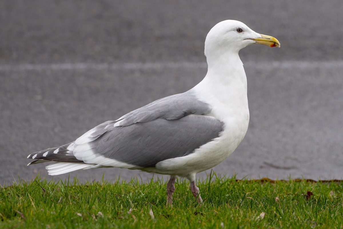 Glaucous-winged Gull - Breck Haining