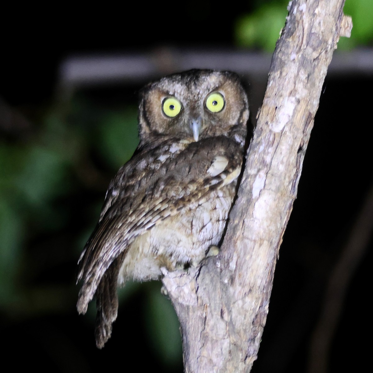 Peruvian Screech-Owl - ML615729518