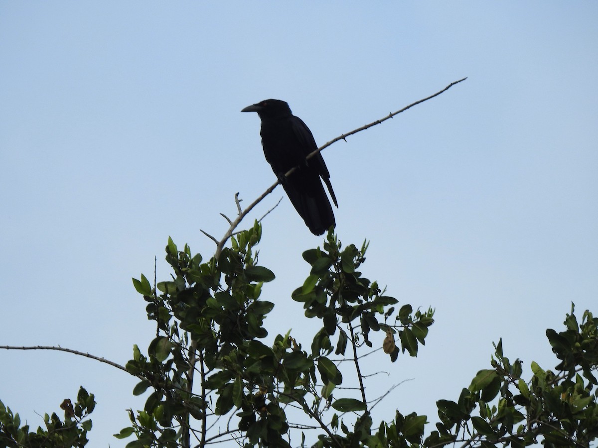 White-necked Crow - ML615729609