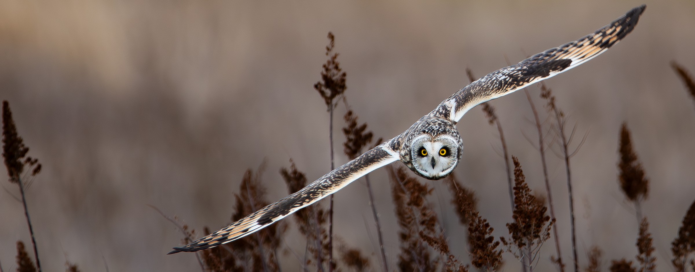 Short-eared Owl