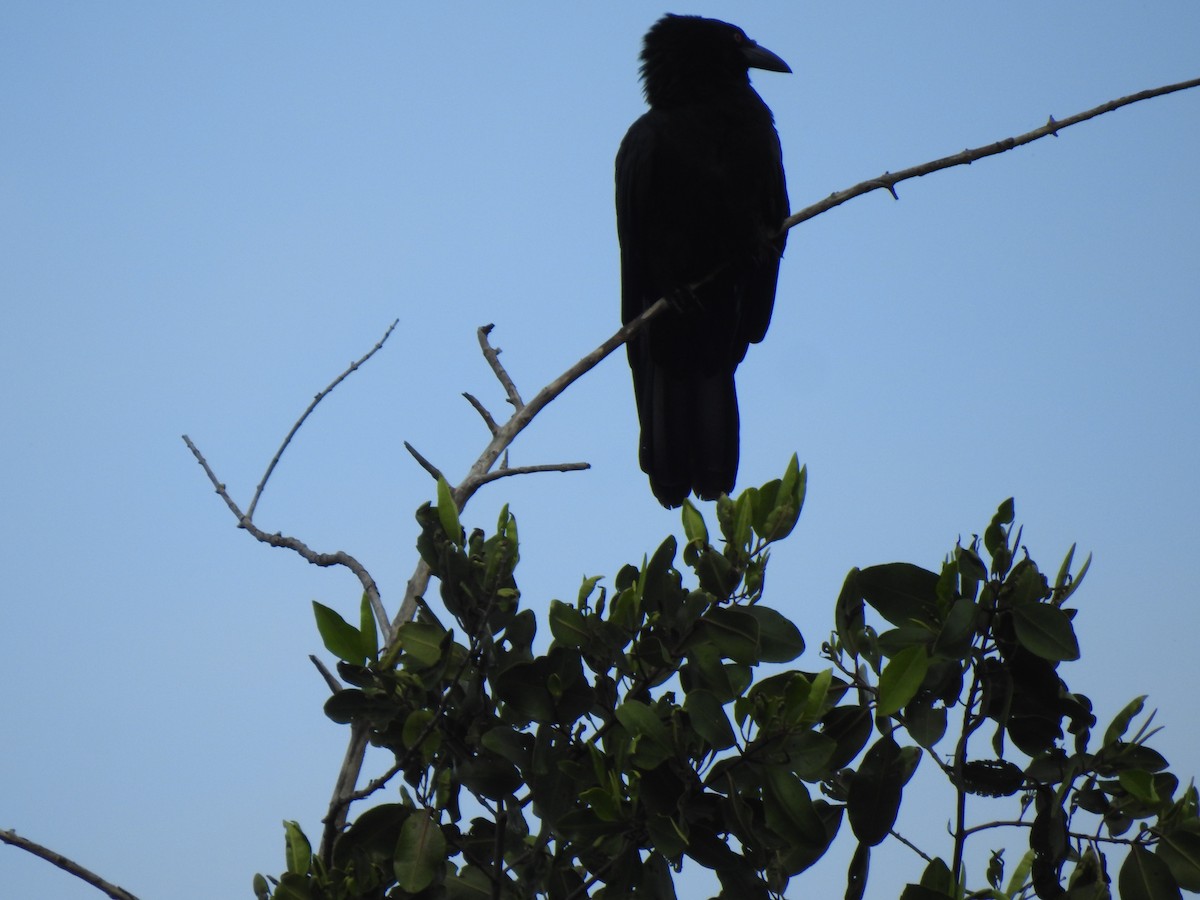 White-necked Crow - ML615729760