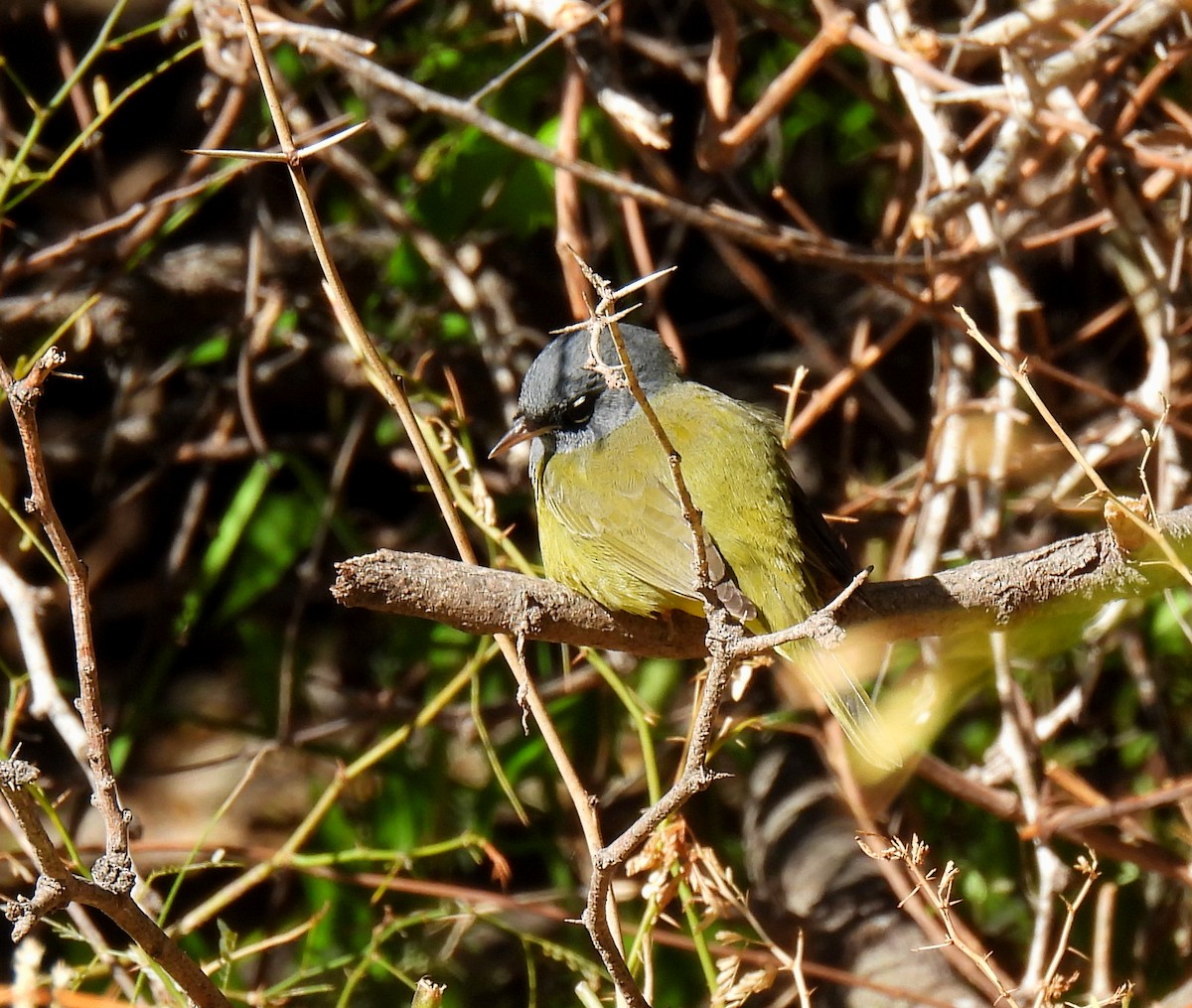 MacGillivray's Warbler - Mary Tannehill