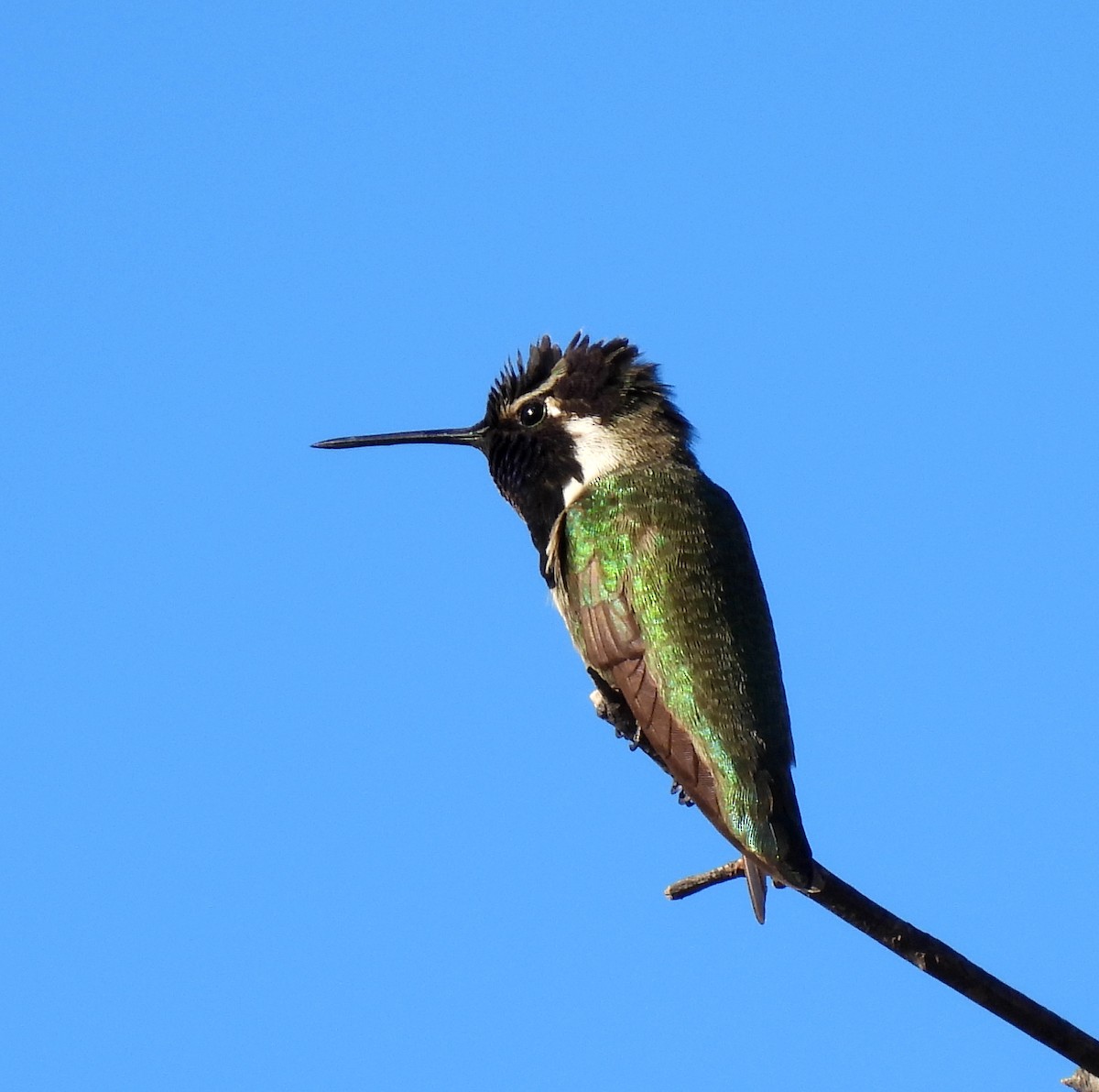 Costa's Hummingbird - ML615730149