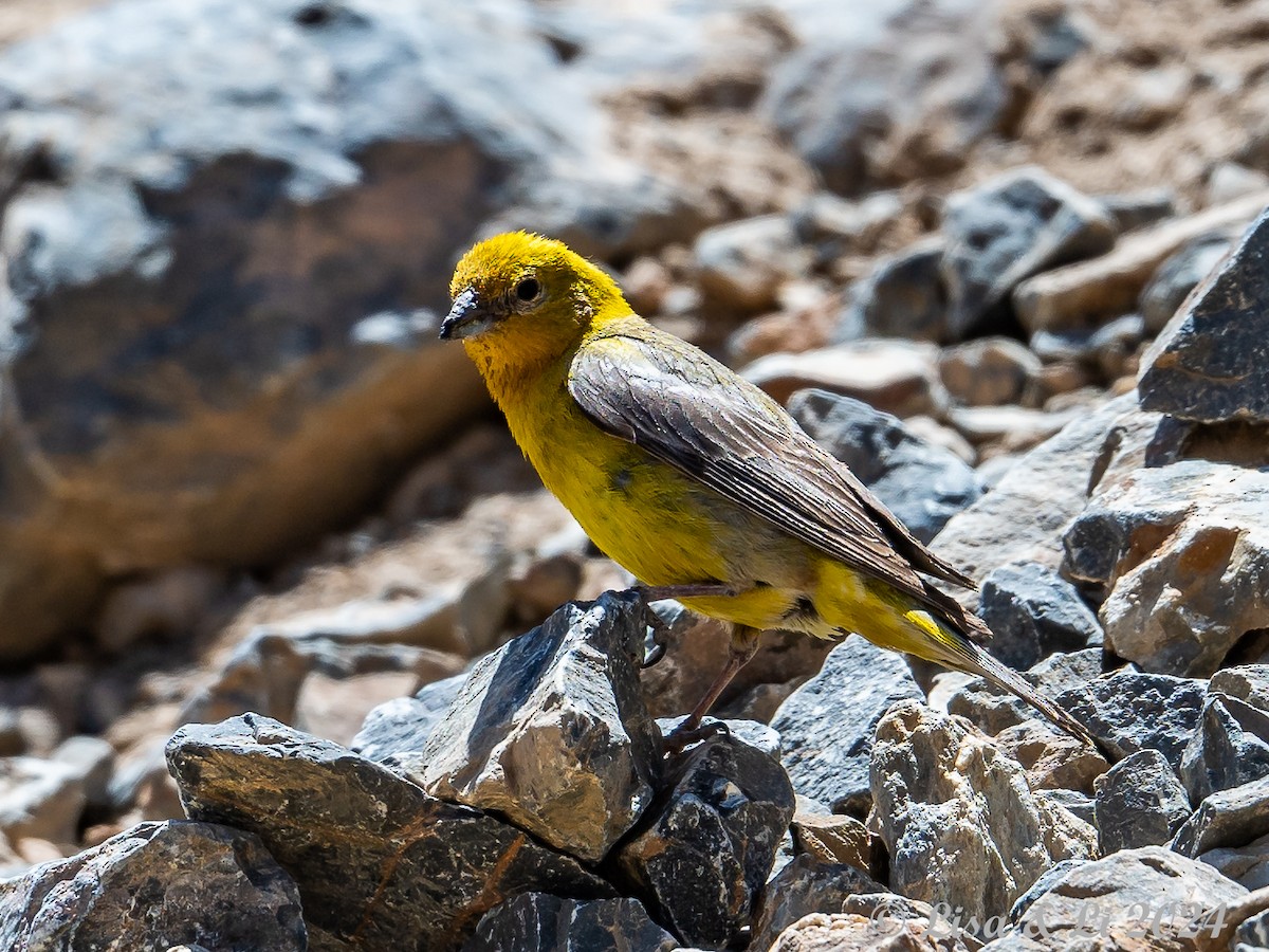 Greater Yellow-Finch - ML615730254