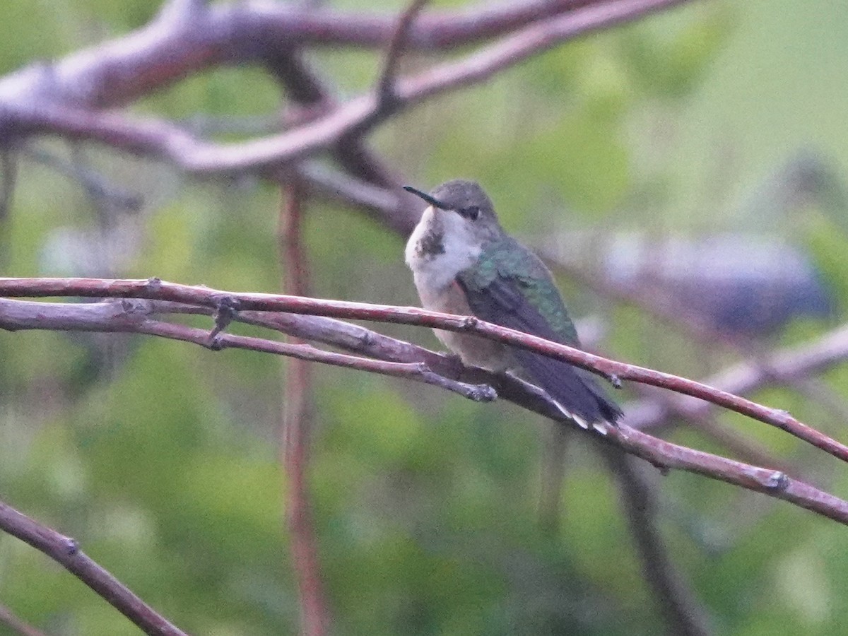 Calliope Hummingbird - ML615730364
