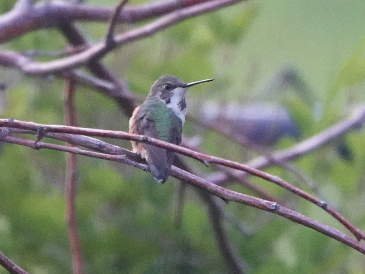 Calliope Hummingbird - ML615730365