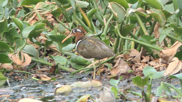 Greater Painted-Snipe - ML615730556