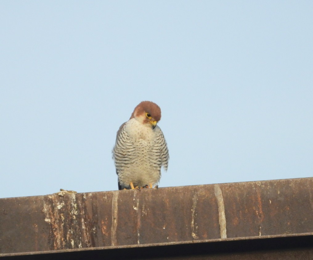 Red-necked Falcon - ML615730649