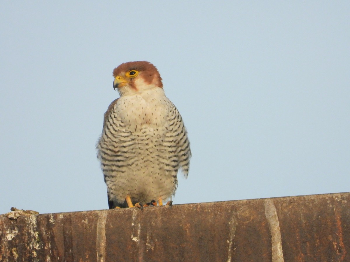 Red-necked Falcon - Chaiti Banerjee
