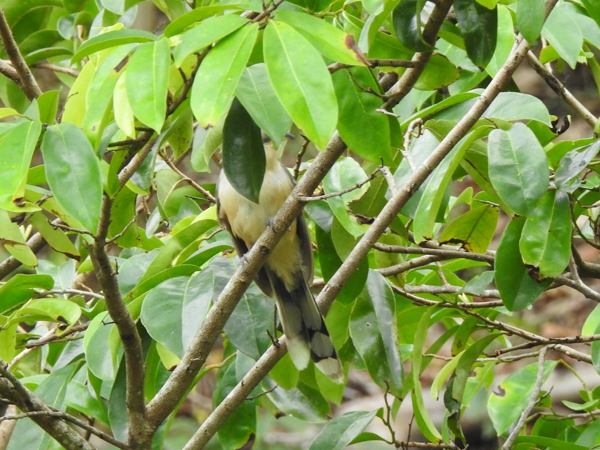 Mangrove Cuckoo - Nancy Douglas