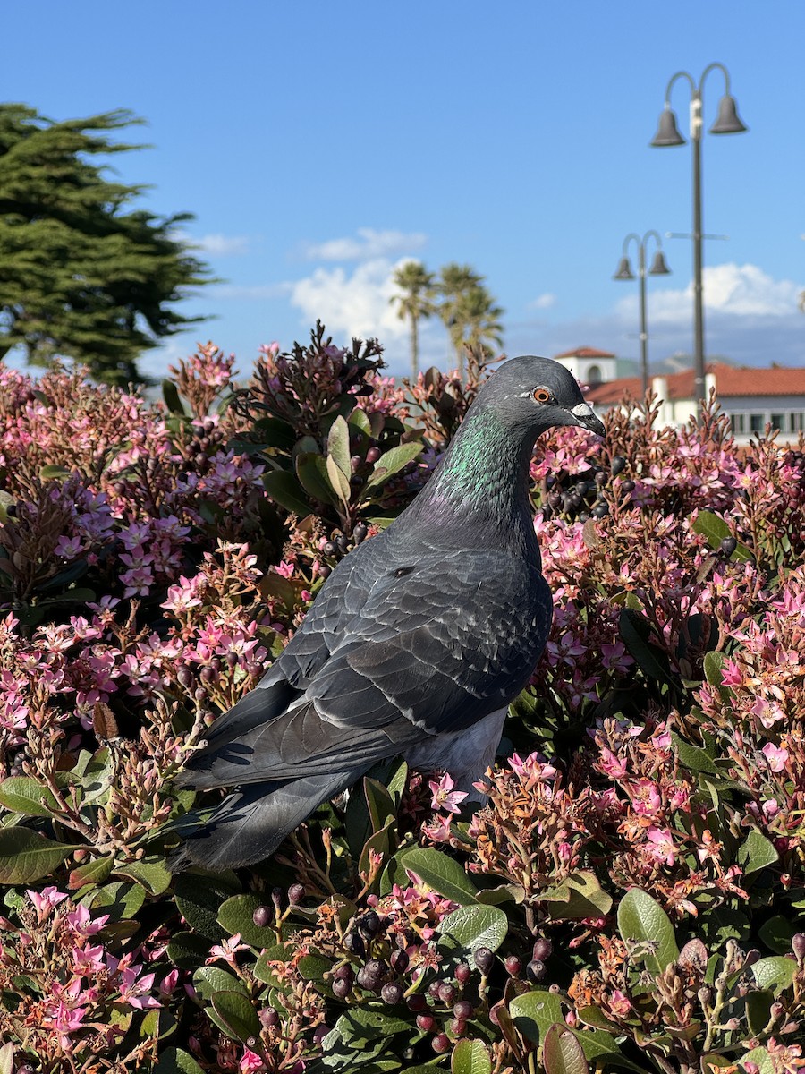 Rock Pigeon (Feral Pigeon) - ML615730770