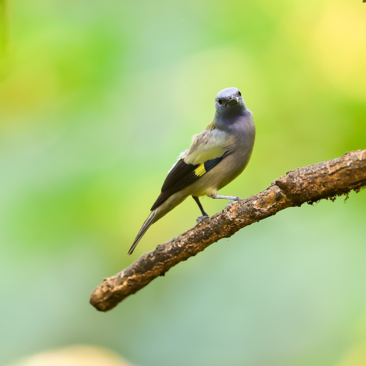 Yellow-winged Tanager - ML615730871