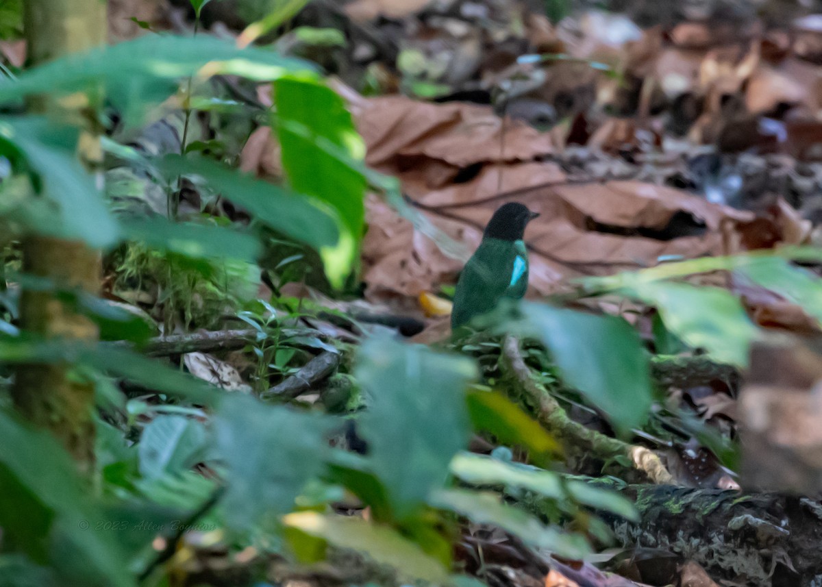 Eastern Hooded Pitta (Papuan) - ML615730878