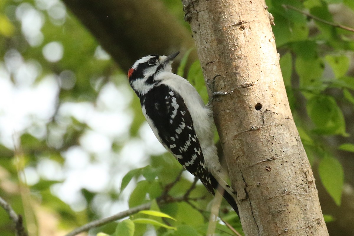 Downy Woodpecker - ML615730988