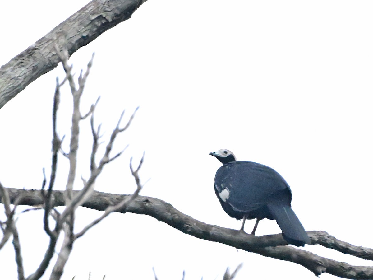 Blue-throated Piping-Guan - ML615731223