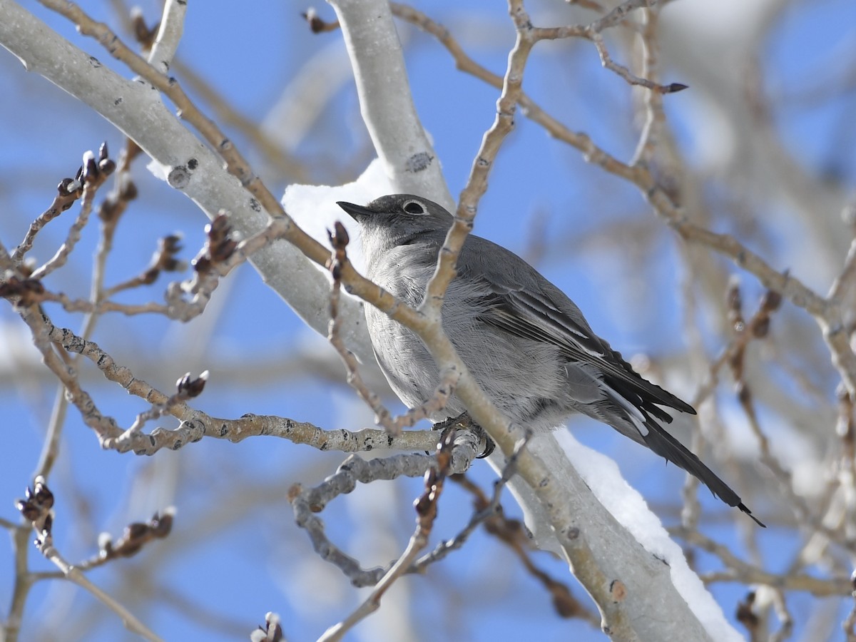 Townsend's Solitaire - ML615731351