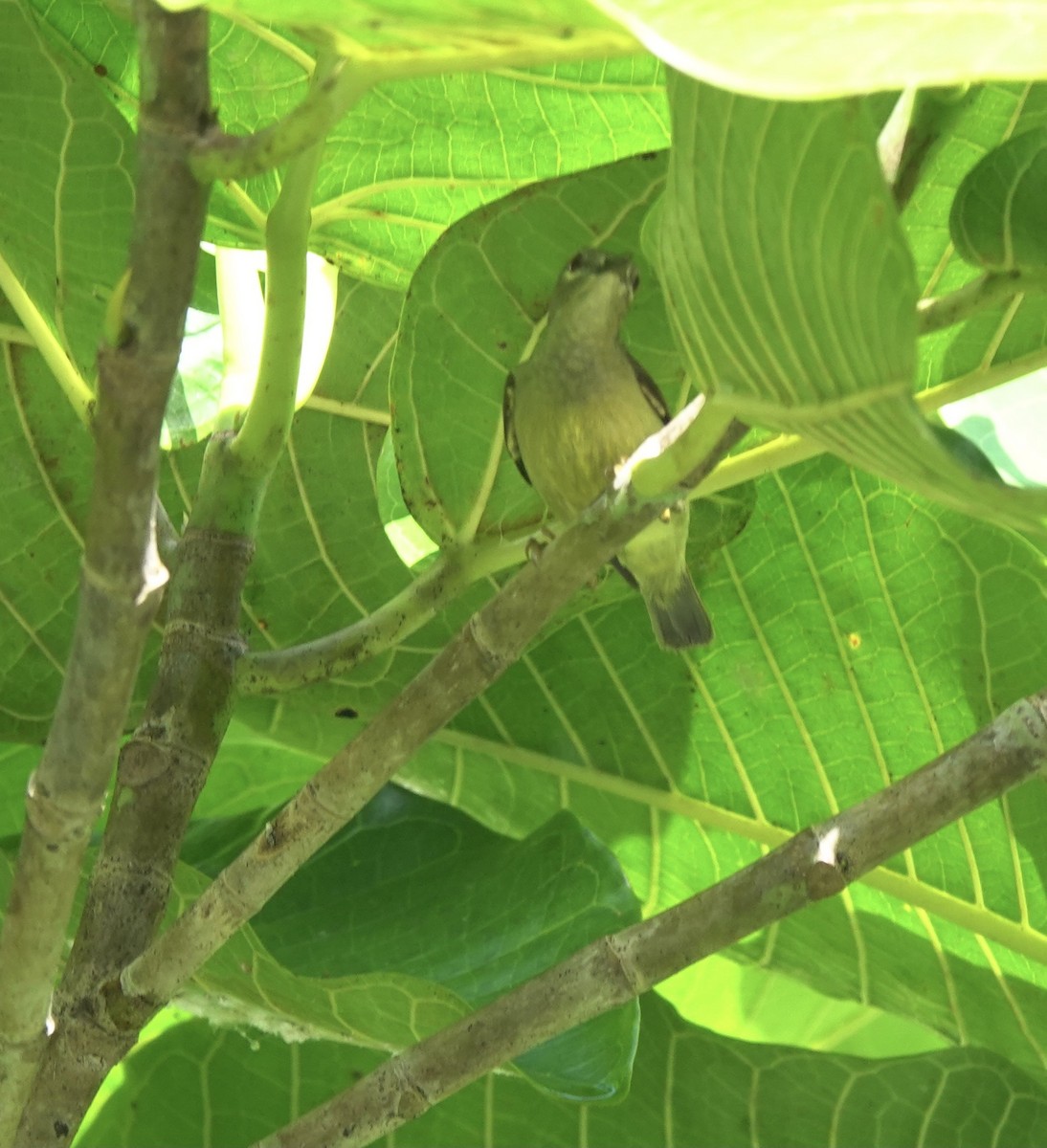Gray-throated Sunbird - Martin Kennewell