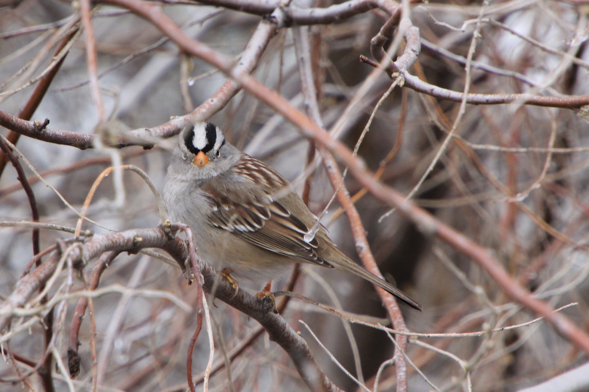 White-crowned Sparrow - ML615732011