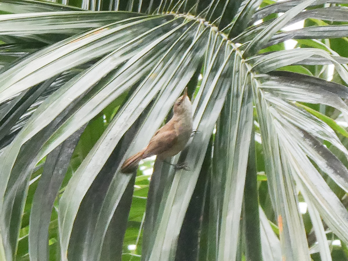 Common Reed Warbler - ML615732407