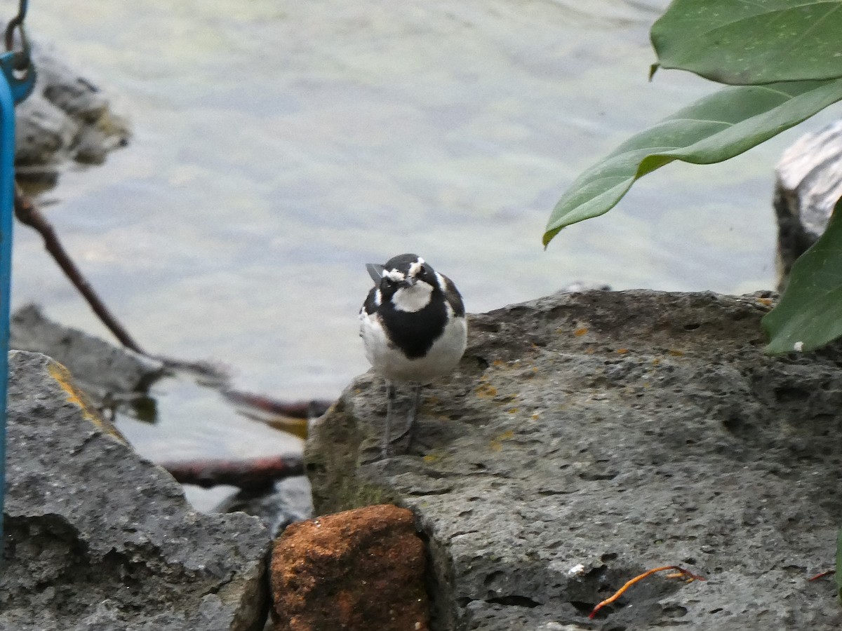 African Pied Wagtail - ML615732410