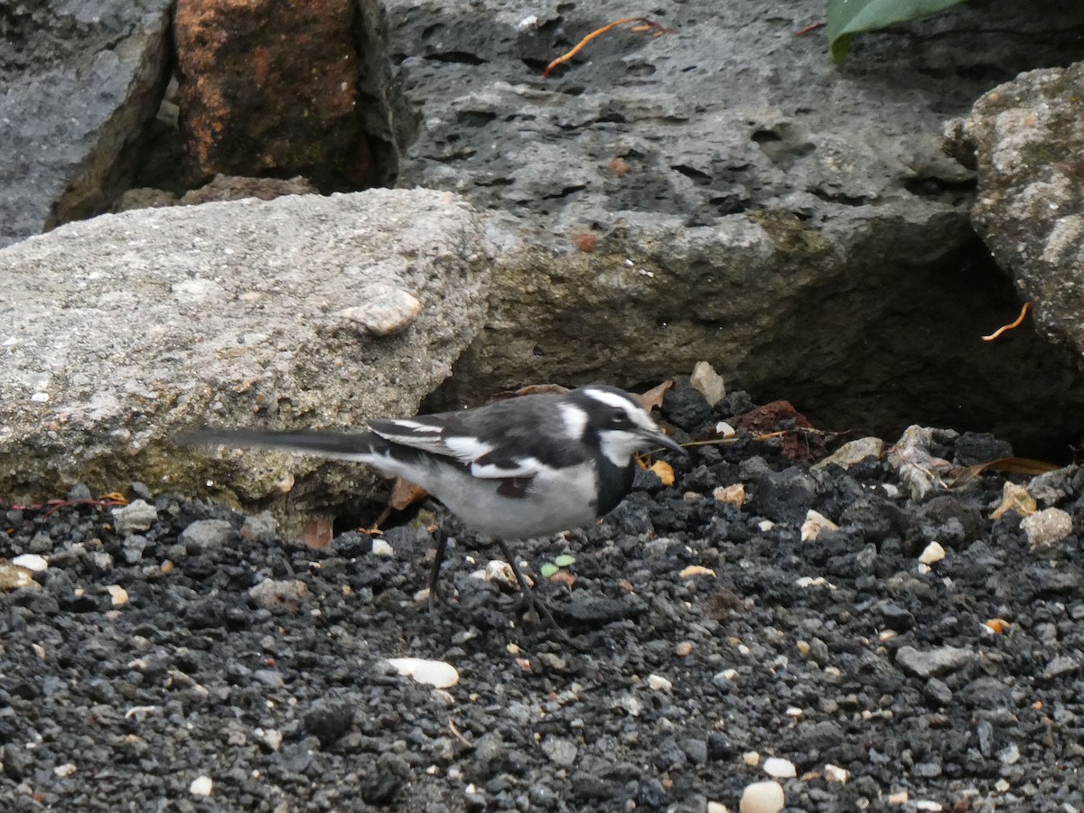 African Pied Wagtail - ML615732411