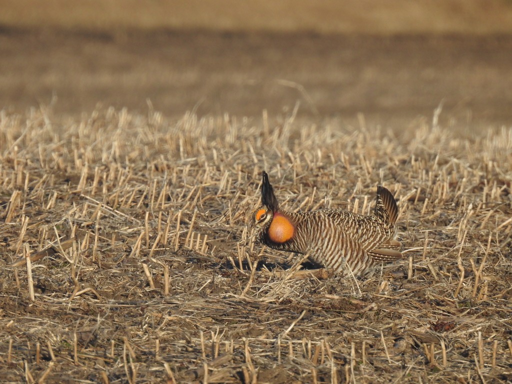 Greater Prairie-Chicken - ML615732416