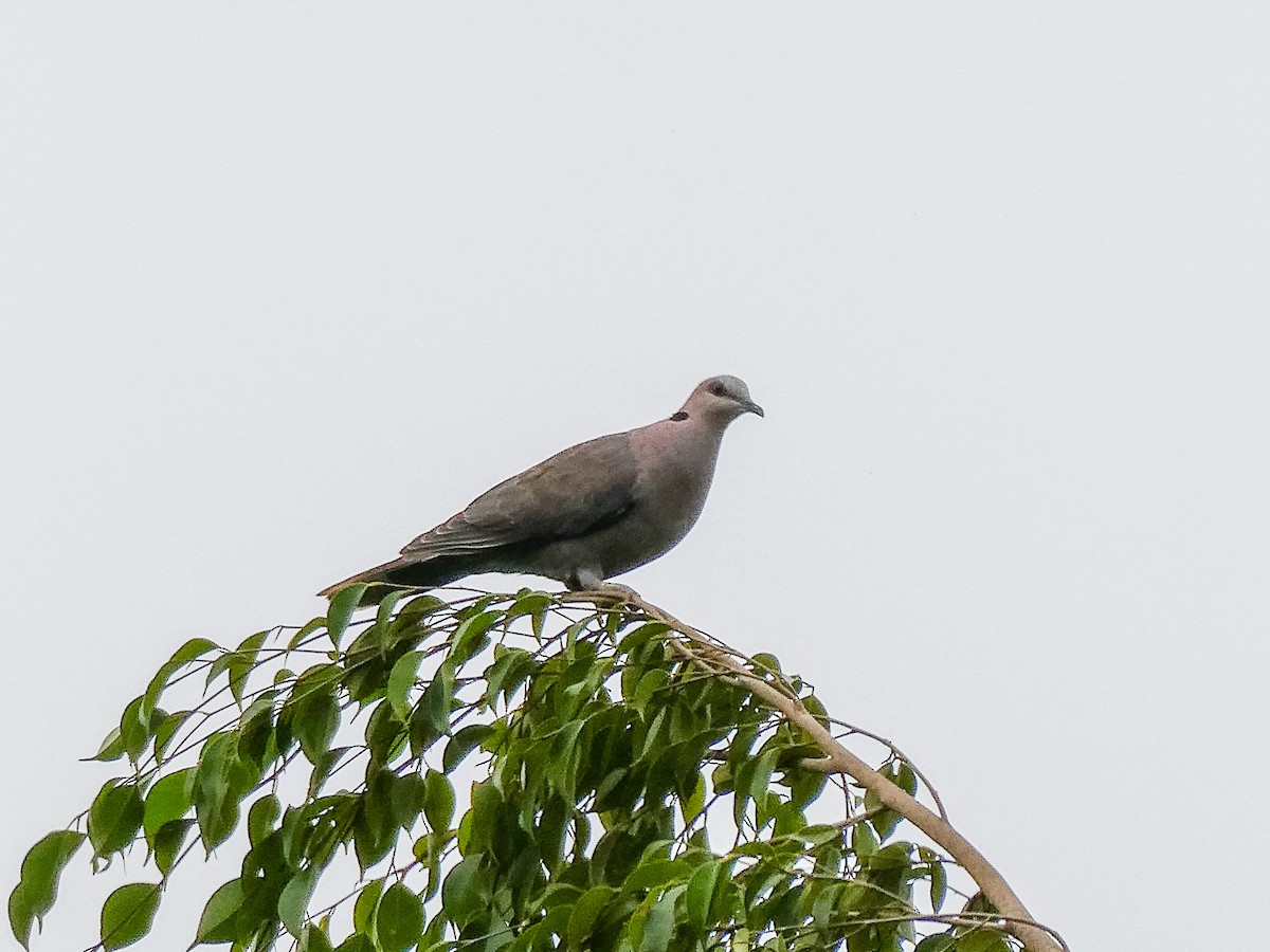 Red-eyed Dove - ML615732538