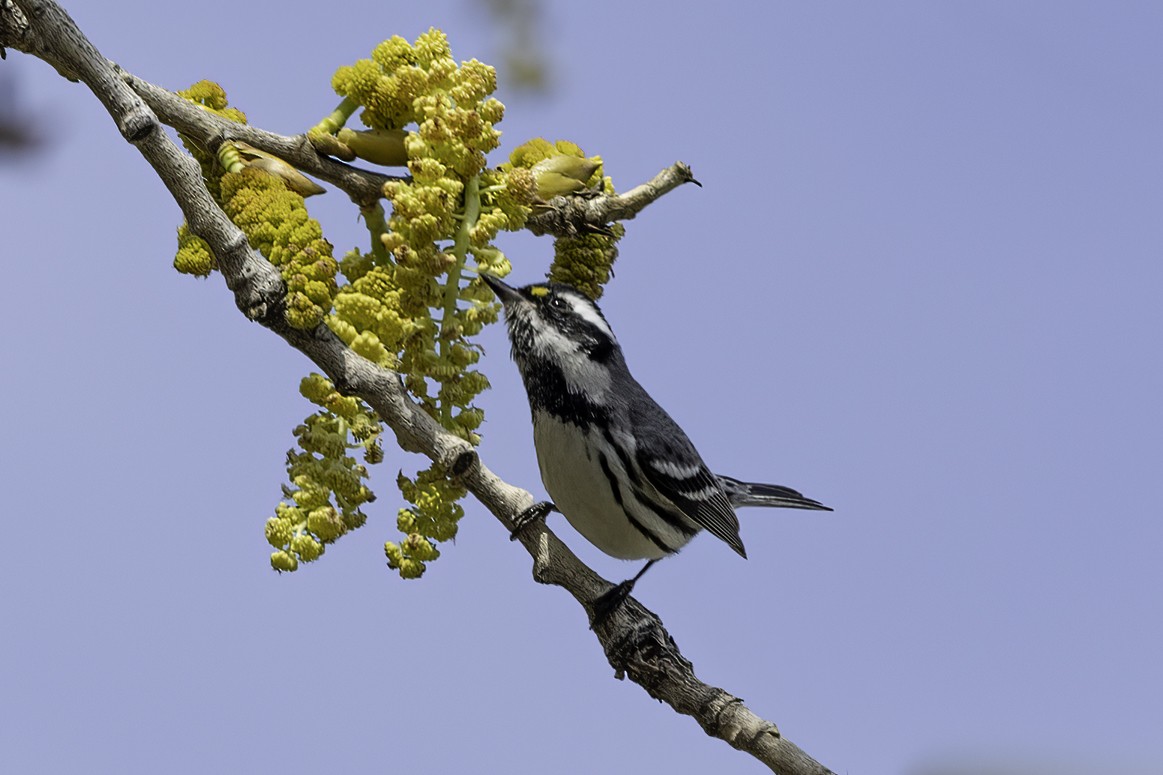 Black-throated Gray Warbler - ML615732561