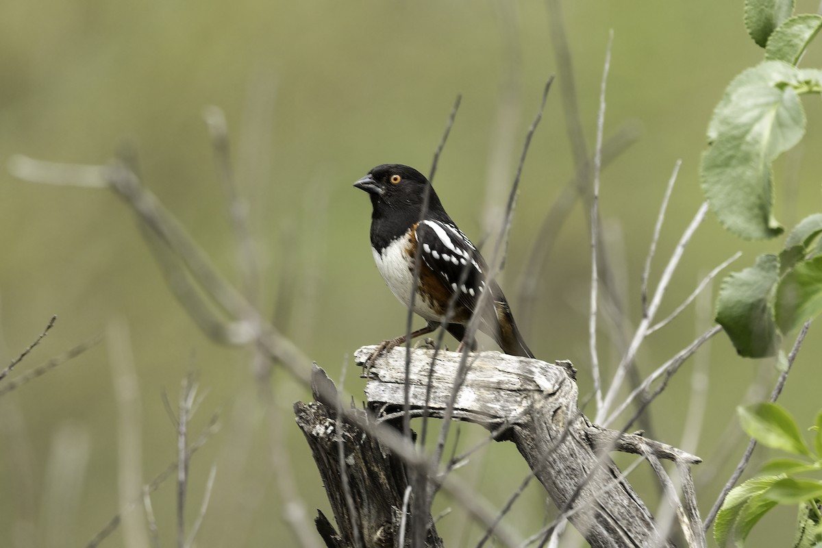 Spotted Towhee - ML615732640
