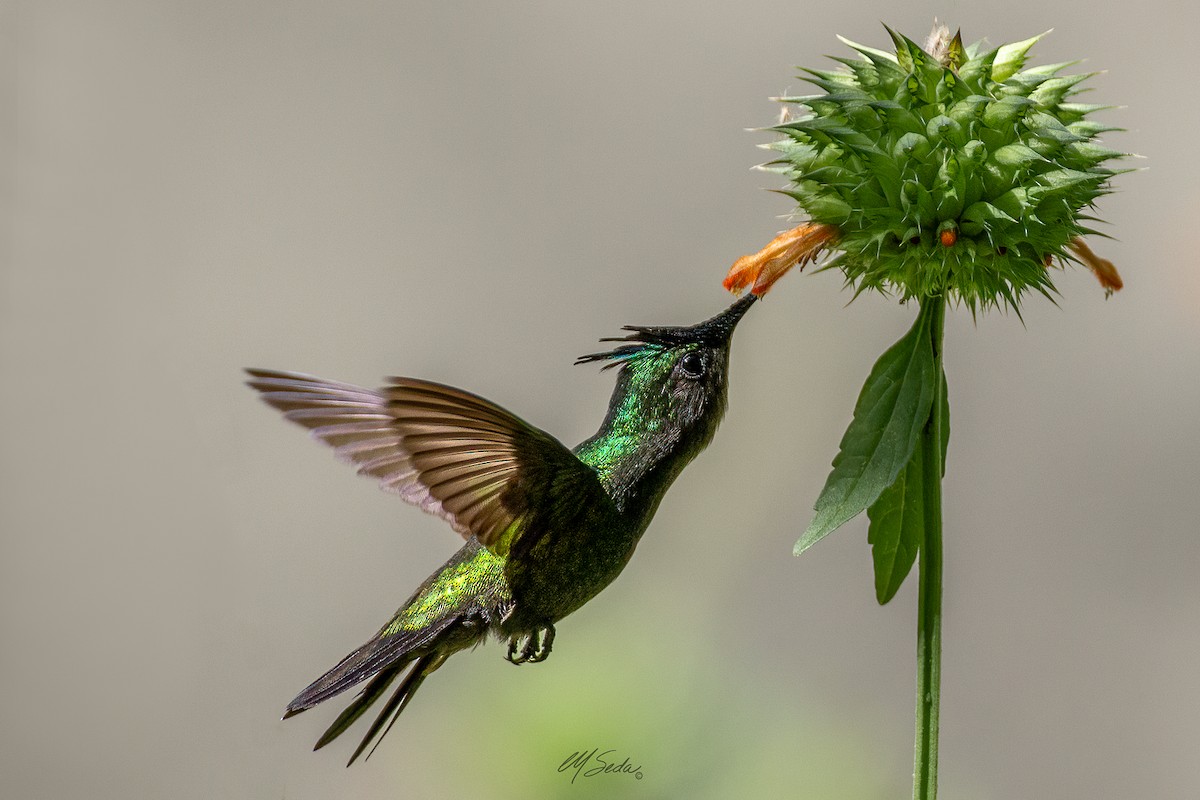 kolibřík chocholatý - ML615732697