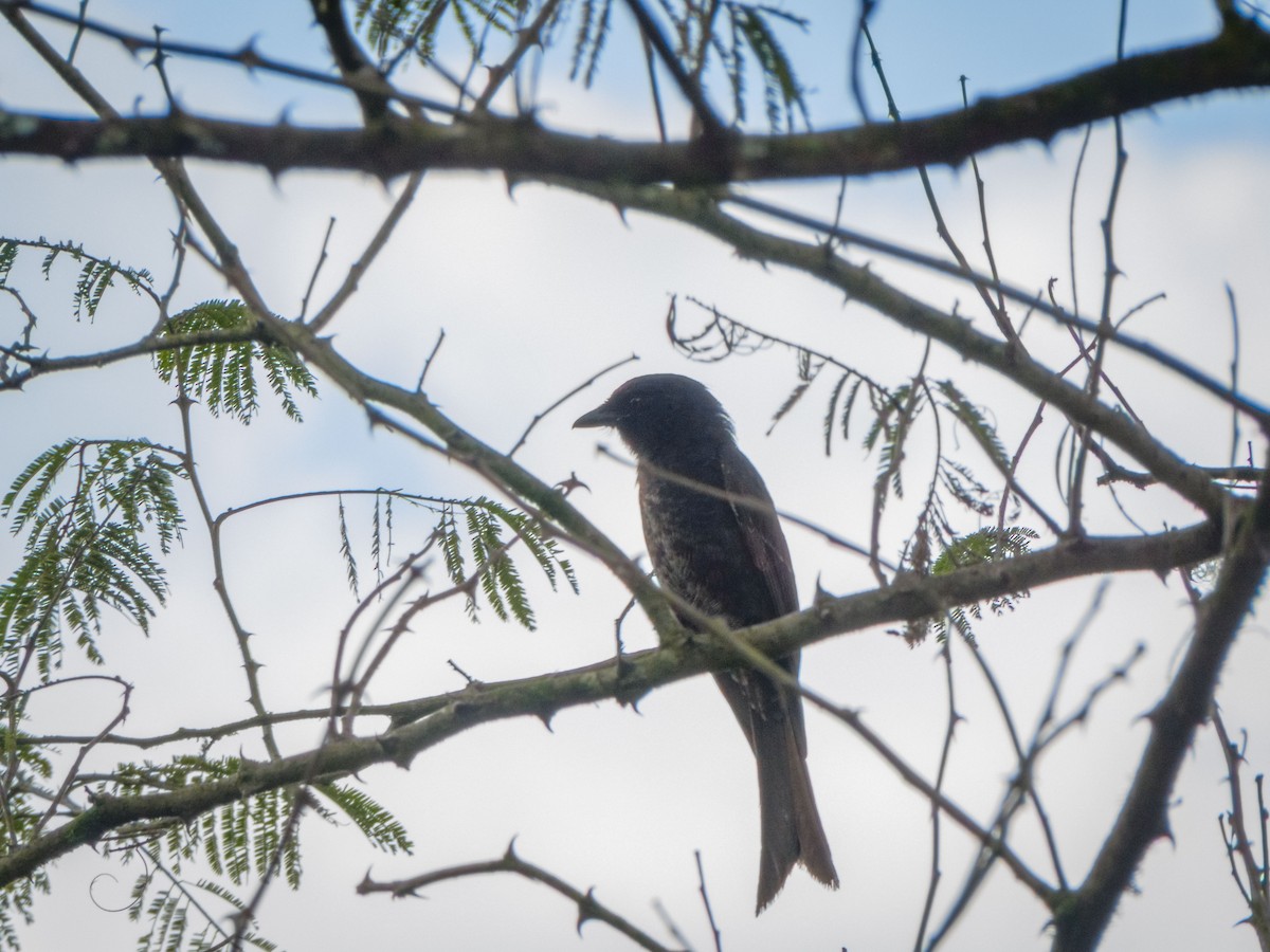 Fork-tailed Drongo - ML615732708