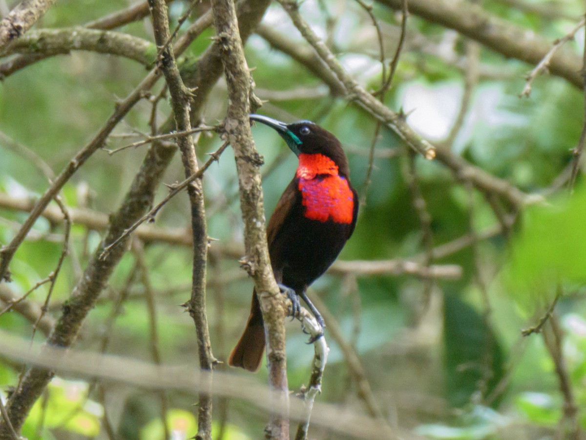 Scarlet-chested Sunbird - ML615732805