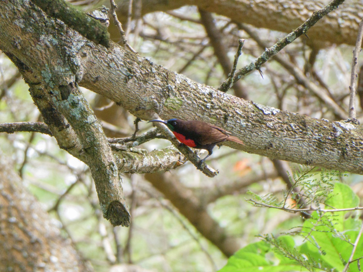Scarlet-chested Sunbird - ML615732808