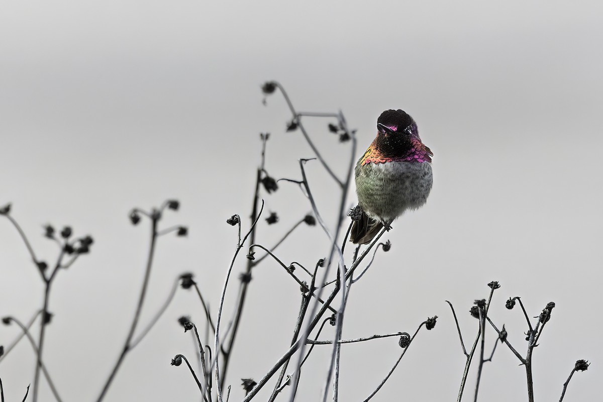 Anna's Hummingbird - Kathryn McGiffen